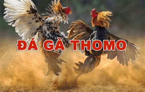 daga999 live|ĐÁ GÀ TRỰC TIẾP ️ THOMO & PHI HÔM NAY MỚI NHẤT.